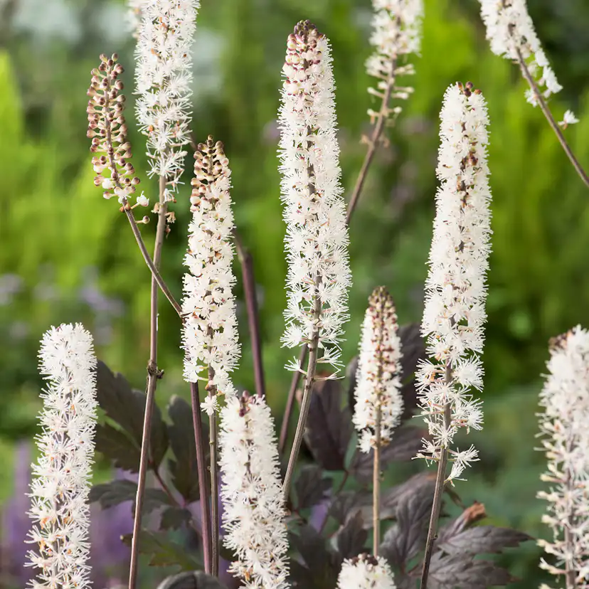 Prydnadsperenn Omnia Garden Höstsilverax Pink Spike