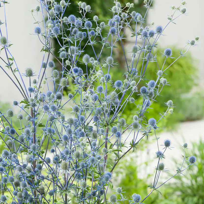 Prydnadsperenn Omnia Garden Rysk Martorn