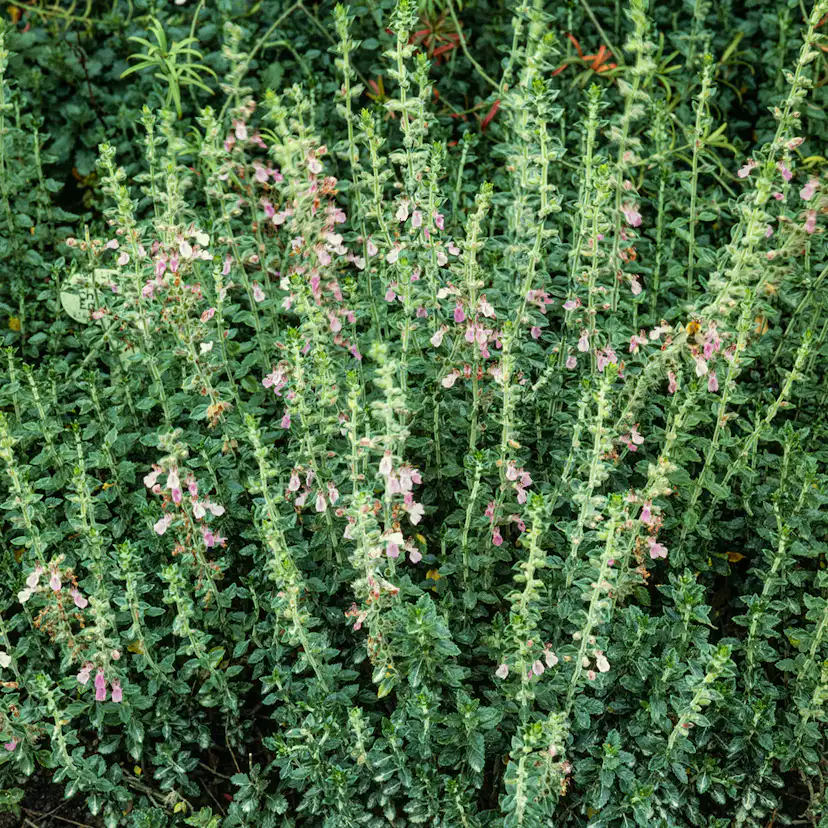 Prydnadsperenn Omnia Garden Gamander