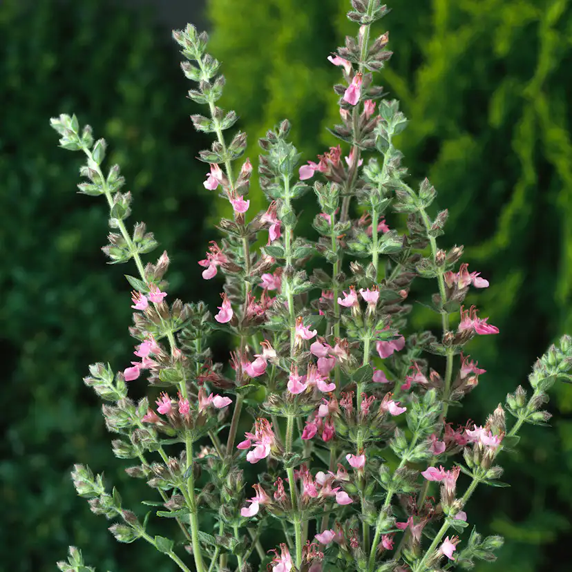 Prydnadsperenn Omnia Garden Gamander