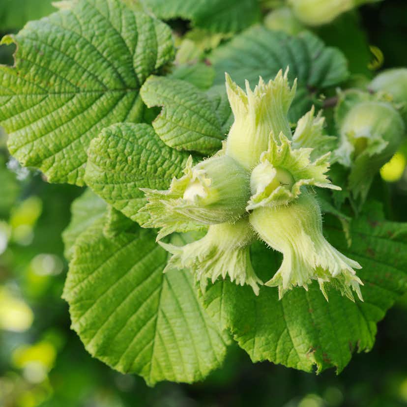 Buske Omnia Garden Hasselnöt Webb's Prize Cob 3-pack