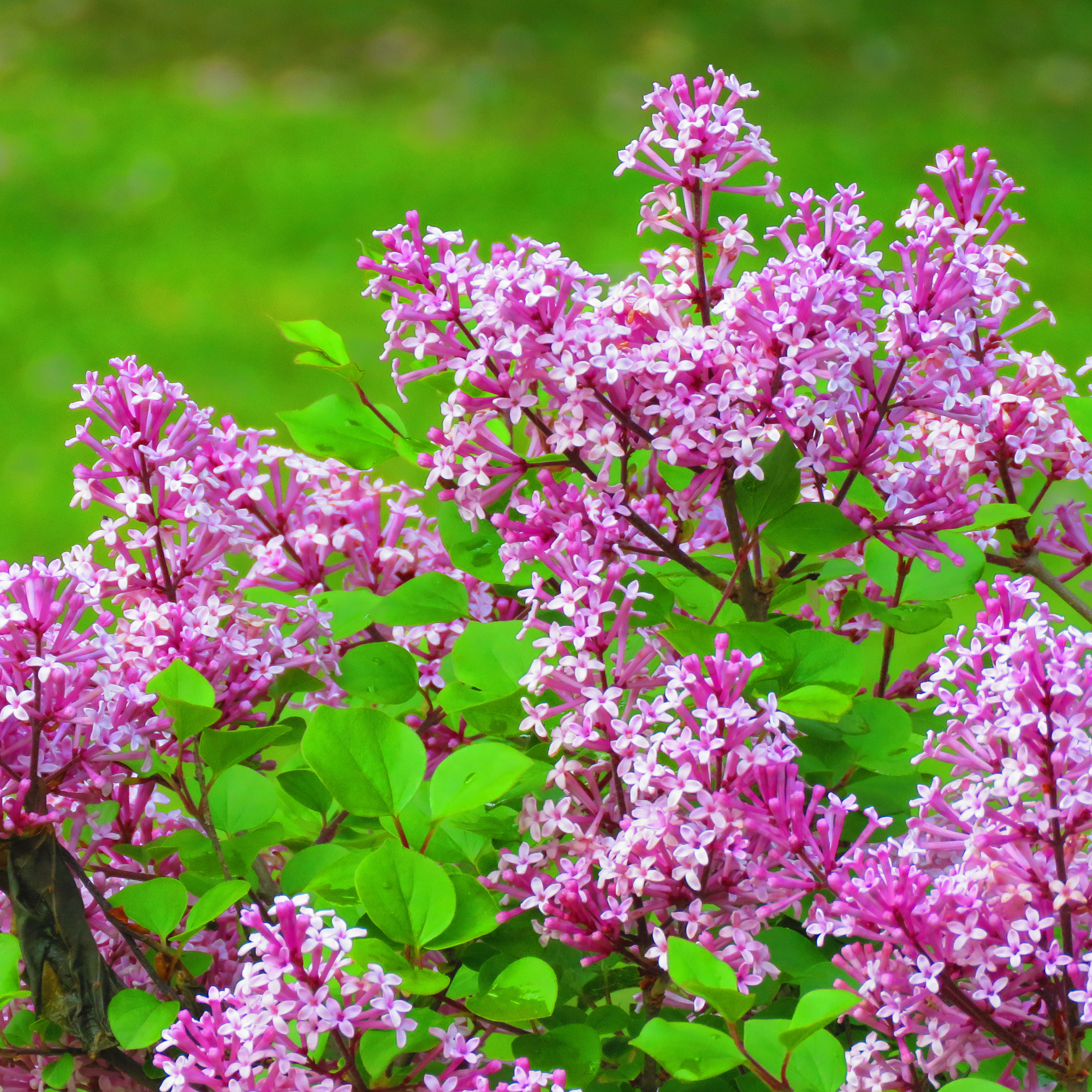 Syrén Omnia Garden Ungersk