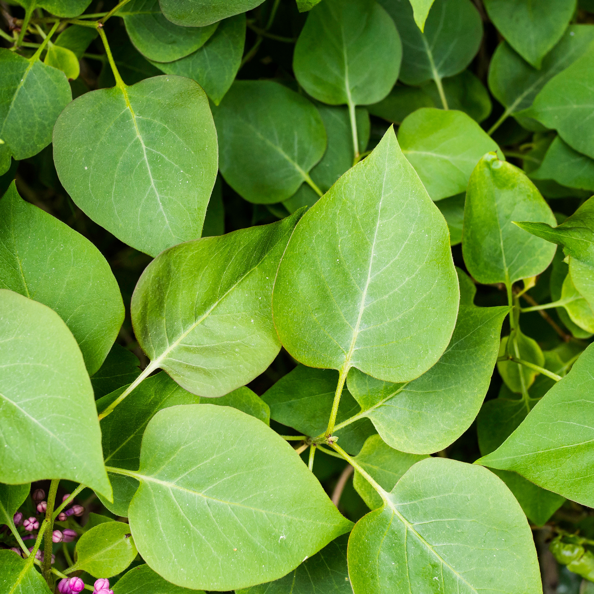 Syrén Omnia Garden Ungersk