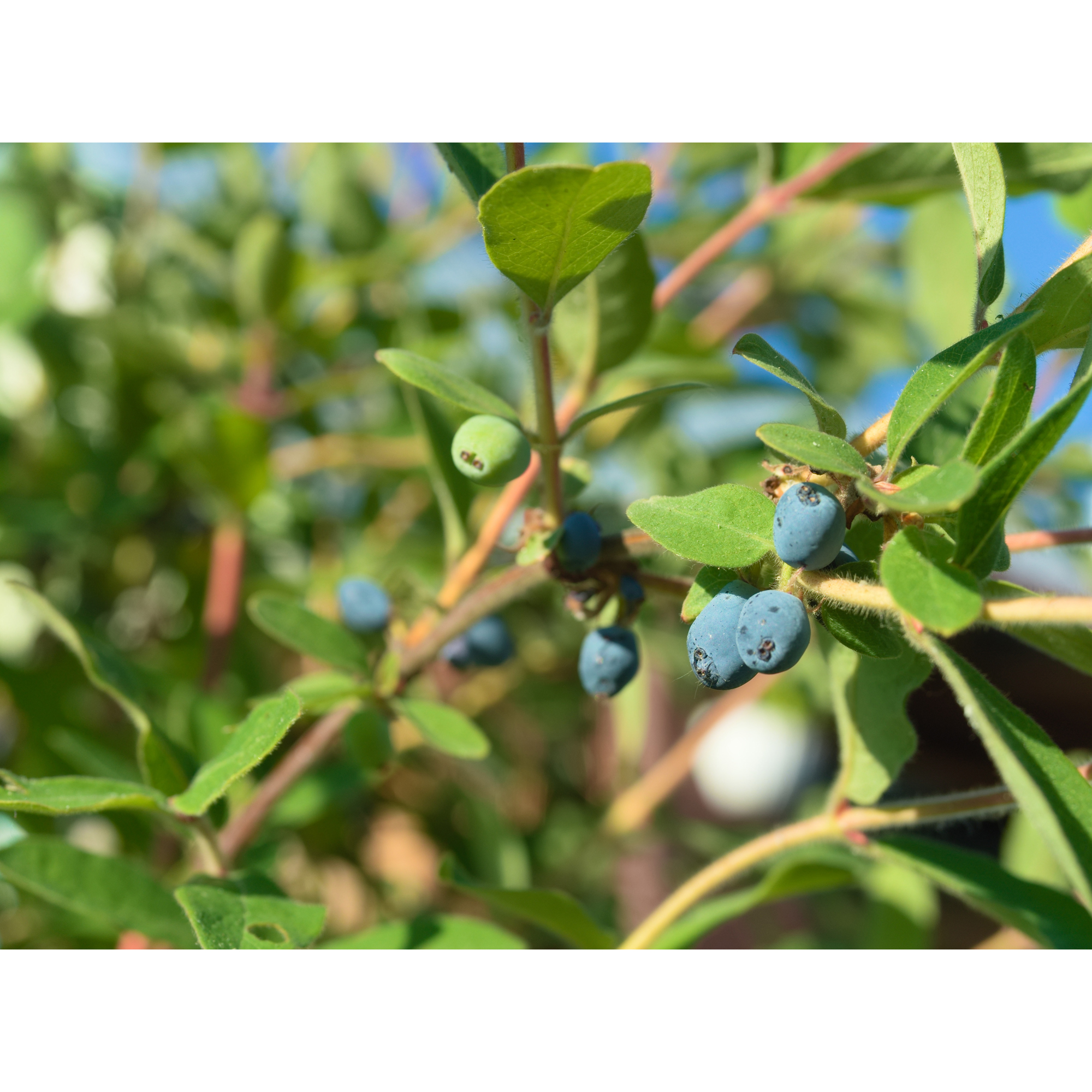 Häck Omnia Garden Blåbärstry Anja E