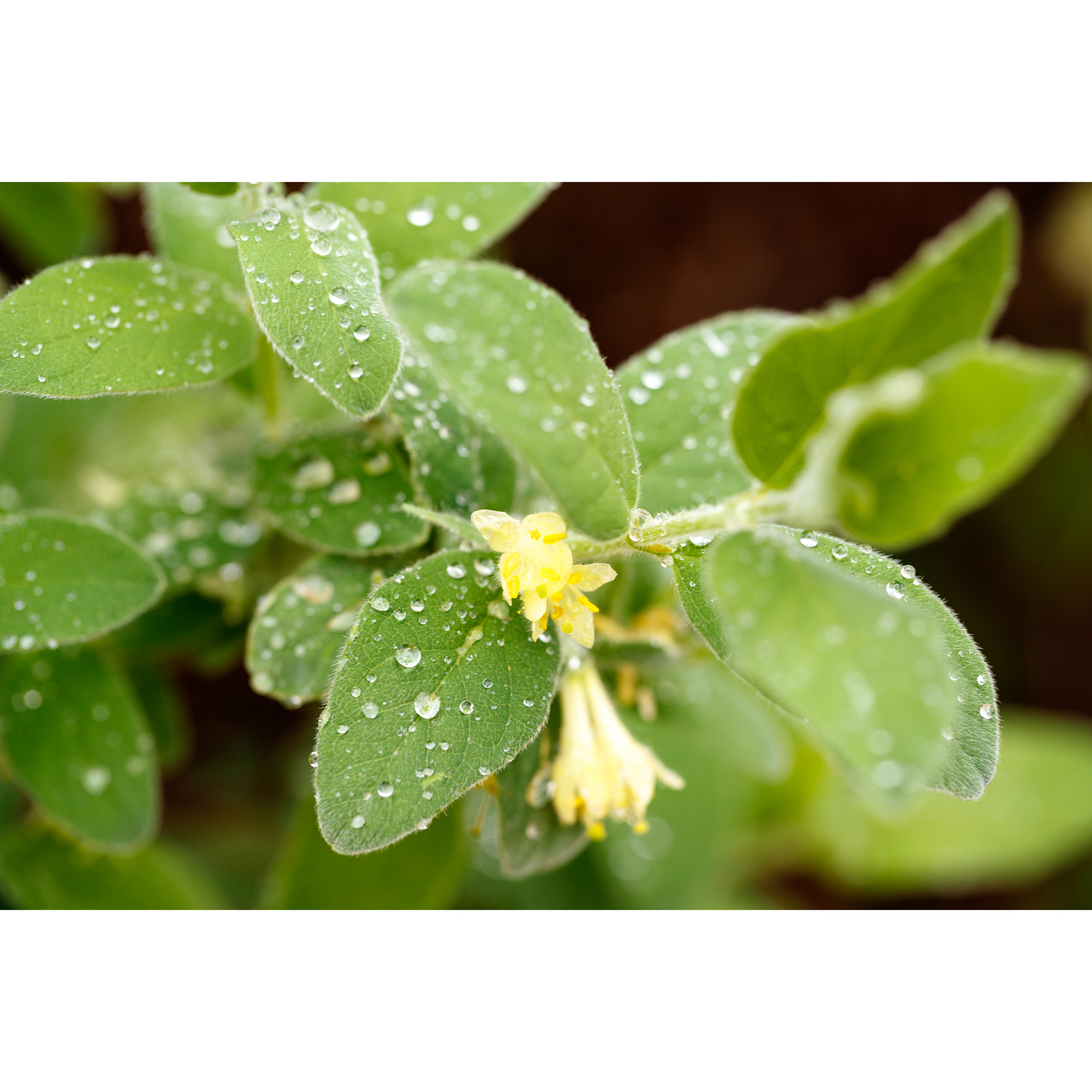 Häck Omnia Garden Blåbärstry Anja E