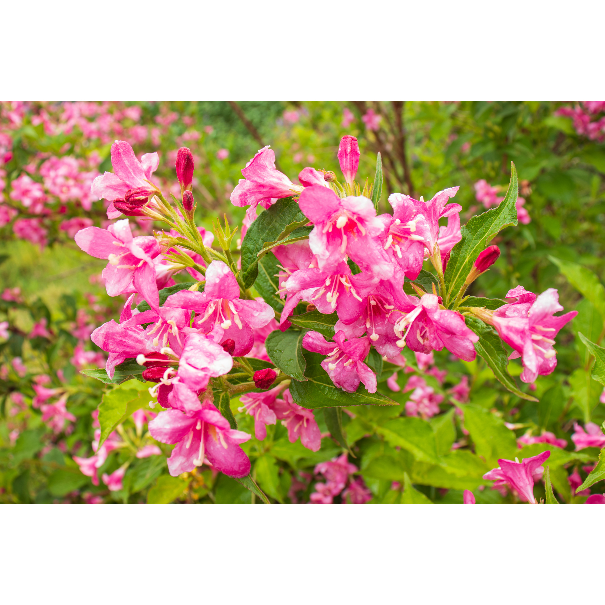 Perenn Omnia Garden Rosenprakttry Korea E