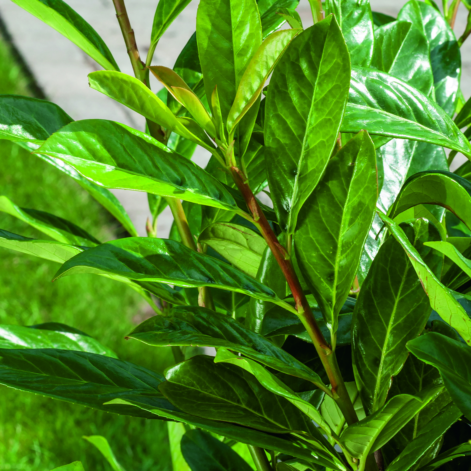 Häck Omnia Garden Lagerhägg Novita