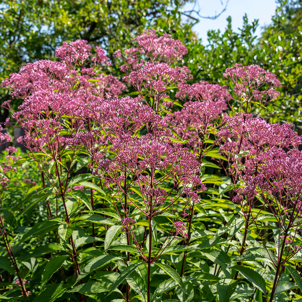 Perenn Omnia Garden Fläckflockel Atropurpureum Rosenflockel