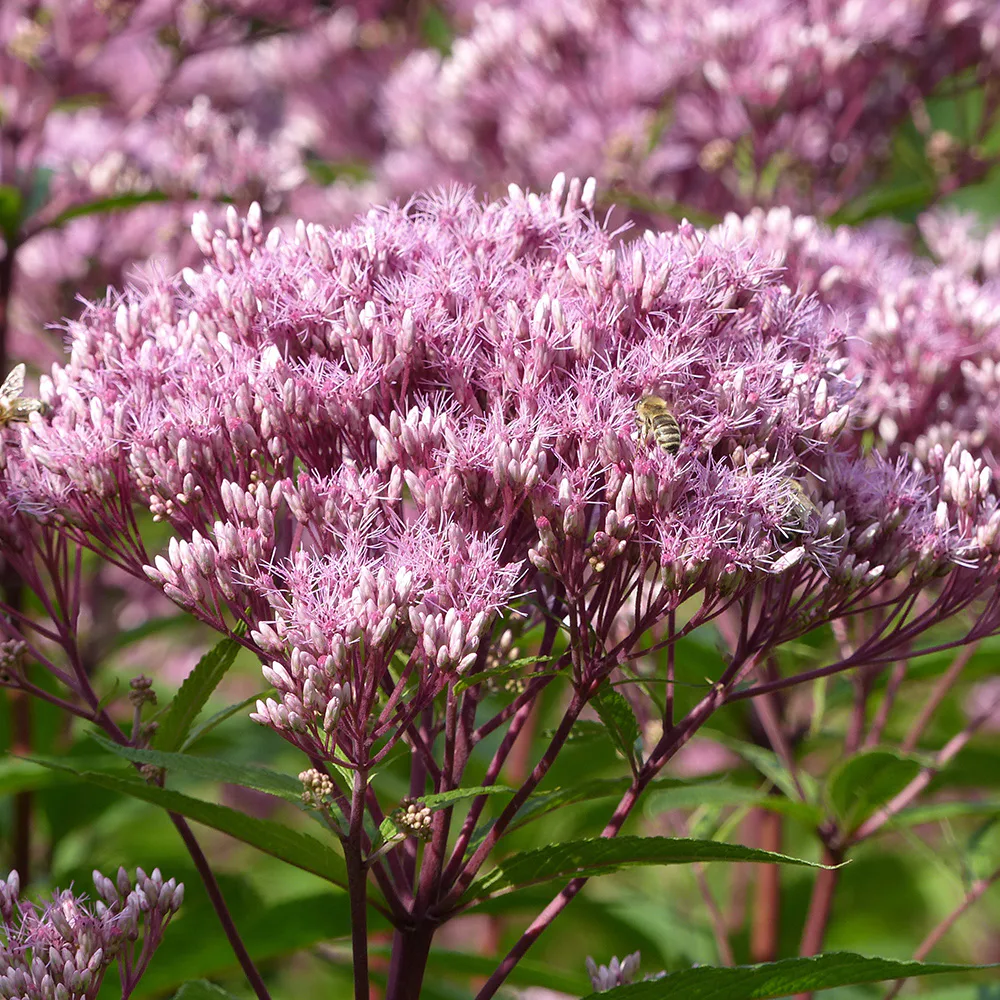 Perenn Omnia Garden Fläckflockel Purple Bush Rosenflockel
