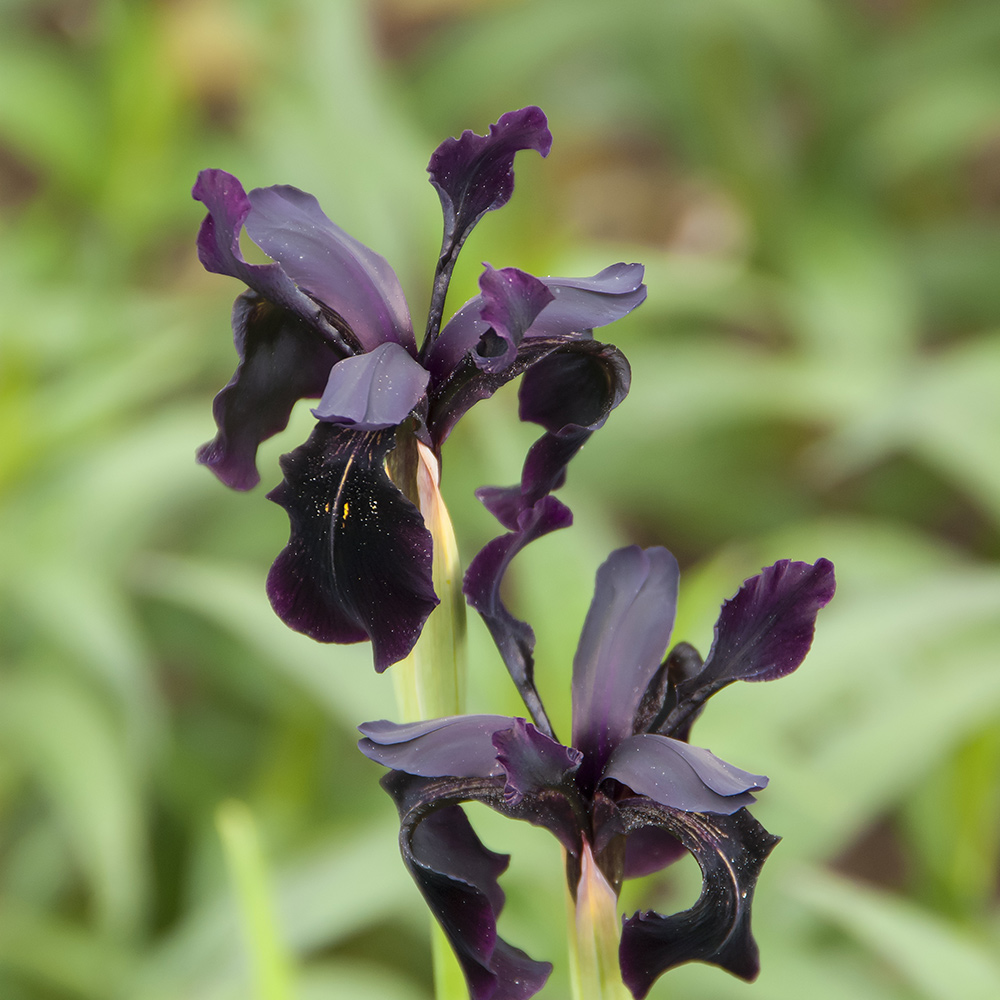 Perenn Omnia Garden Sammetsiris
