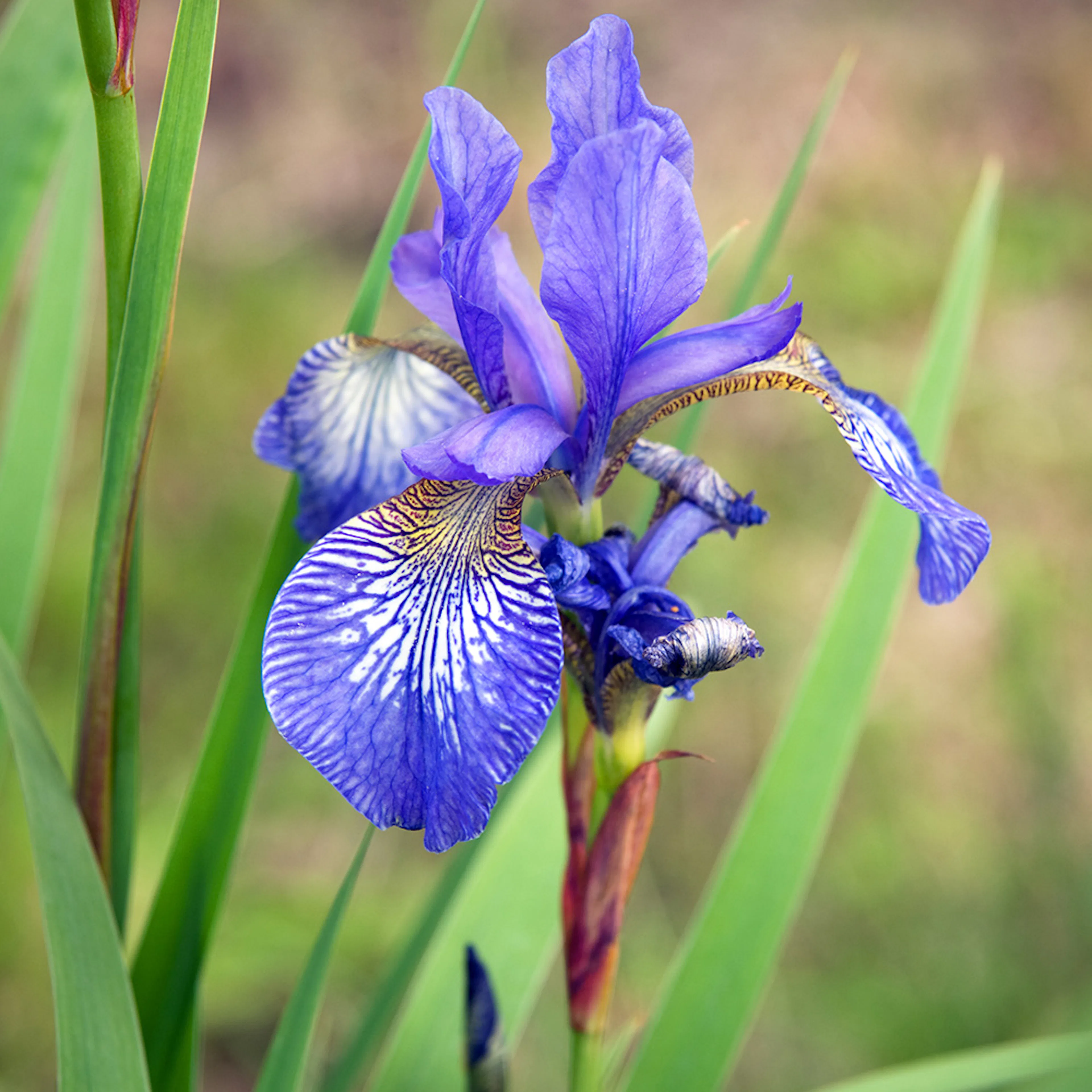 Perenn Omnia Garden Rabattiris Blue King Strandiris