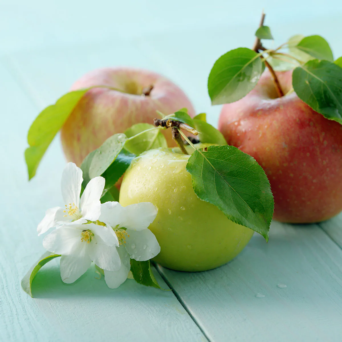 Äppelträd Omnia Garden Malus domestica inkl Uppbindningskit