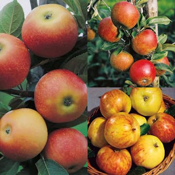 Äppelträd Omnia Garden Malus domestica inkl Uppbindningskit