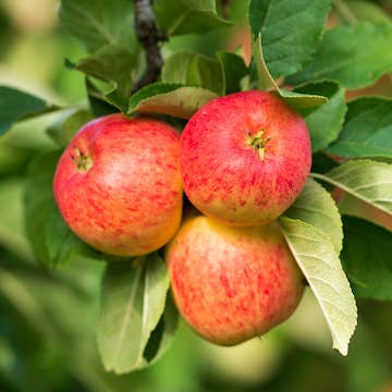 Äppelträd Omnia Garden TRULSA® E