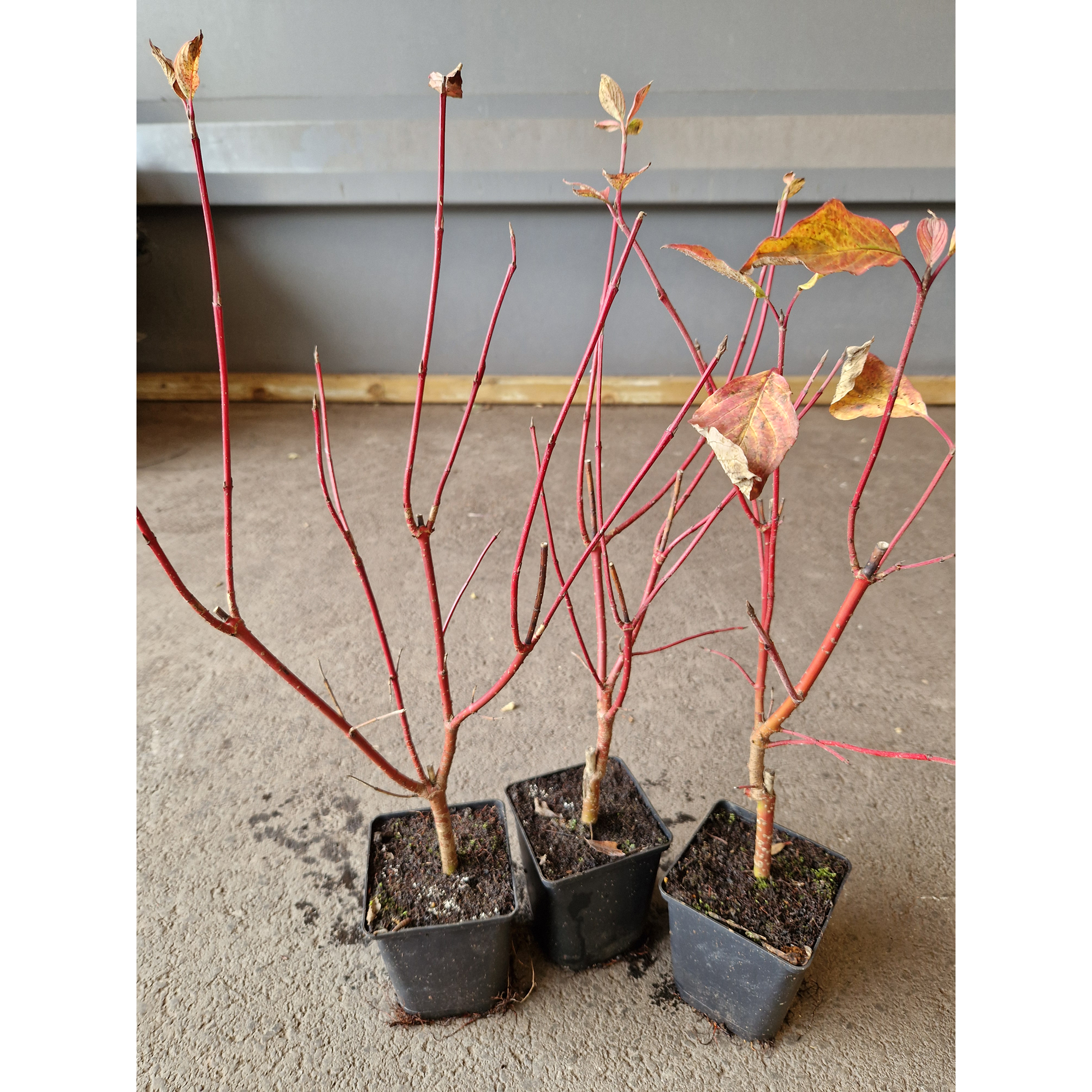 Buske Omnia Garden Videkornell Farba 20-40 cm