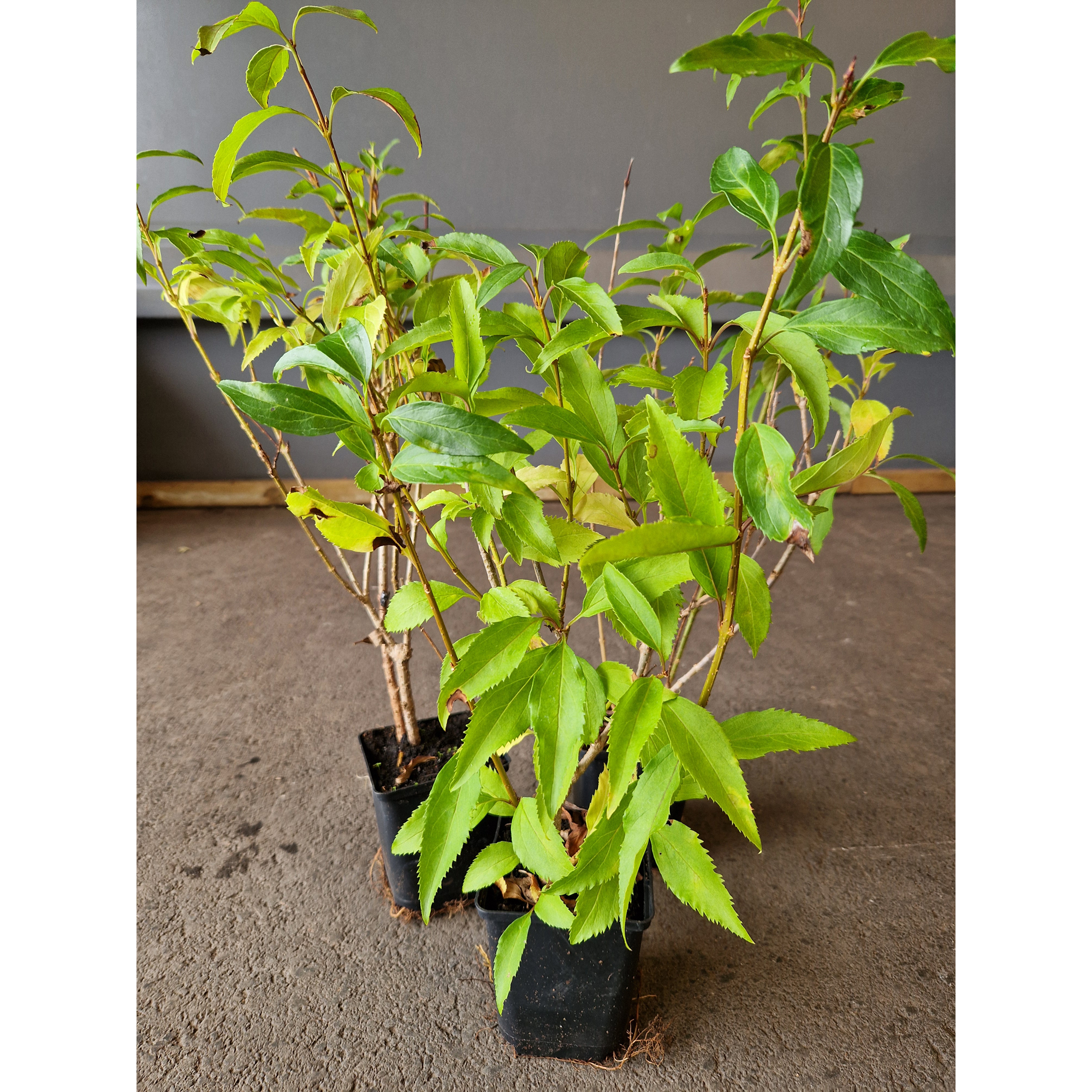 Buske Omnia Garden Hybrid Forsythia Freja 20-40 cm