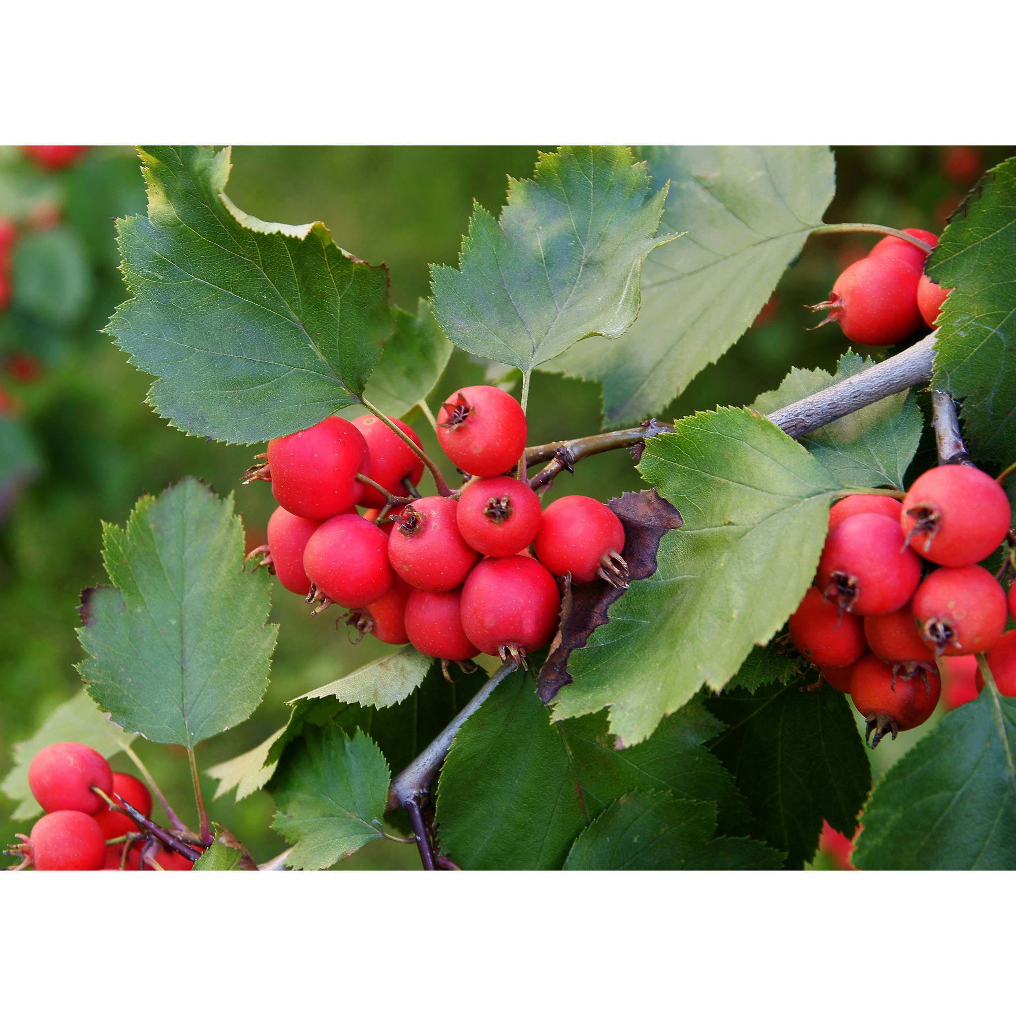 Häckoxel Omnia Garden Bälinge 20-40 cm