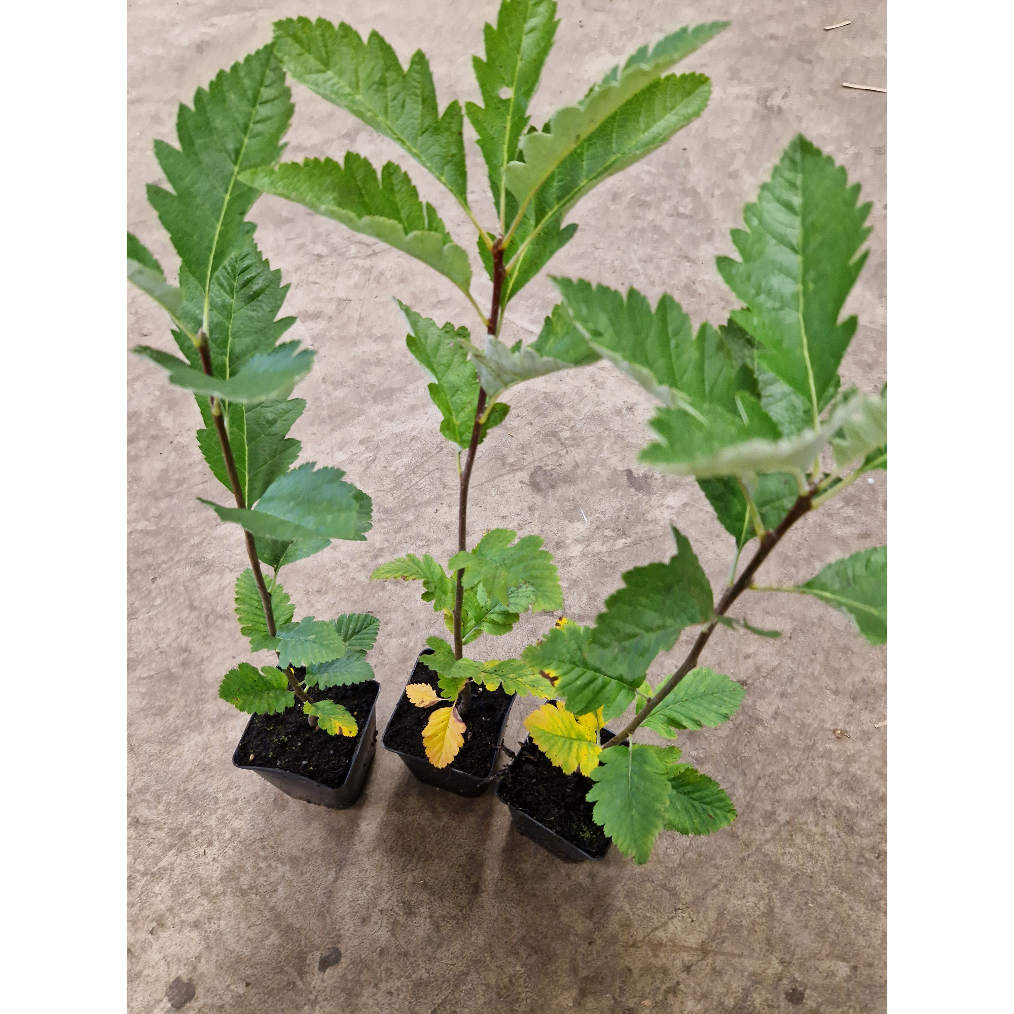 Häckoxel Omnia Garden Bälinge 20-40 cm