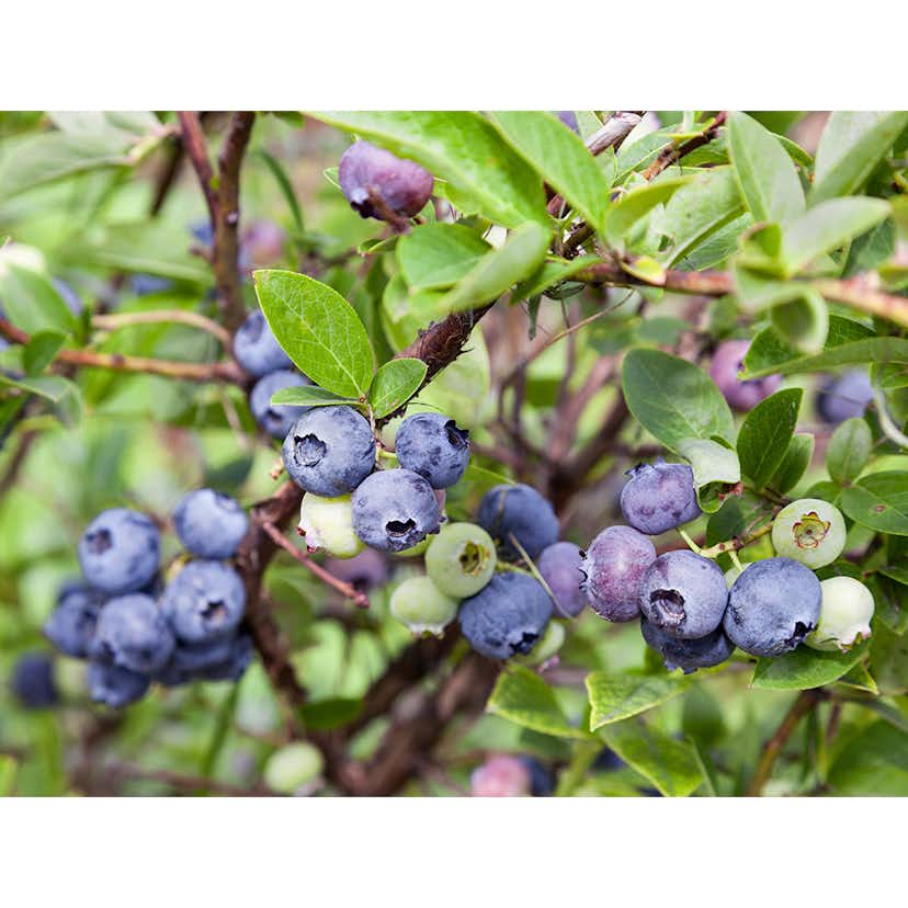 Blåbär Omnia Garden Hybrid Vaccinium Emil E 10-Pack