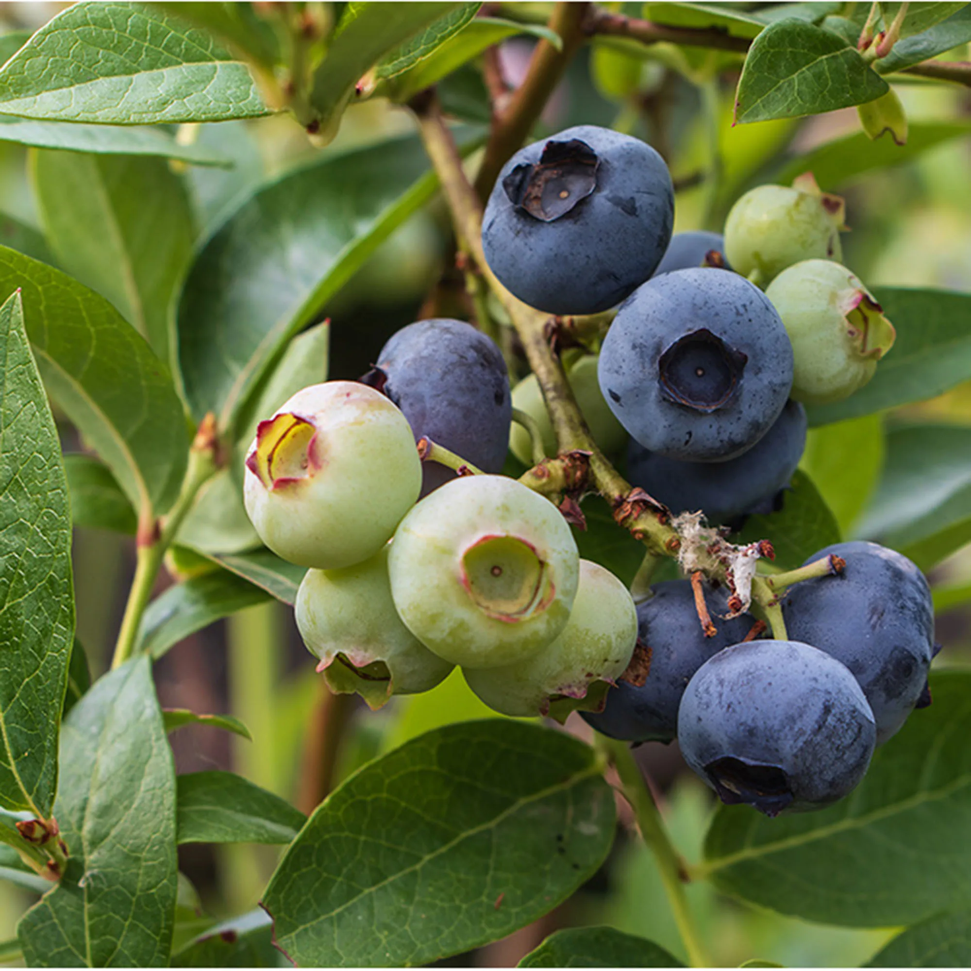 Blåbär Omnia Garden Hybrid Vaccinium Pelle E