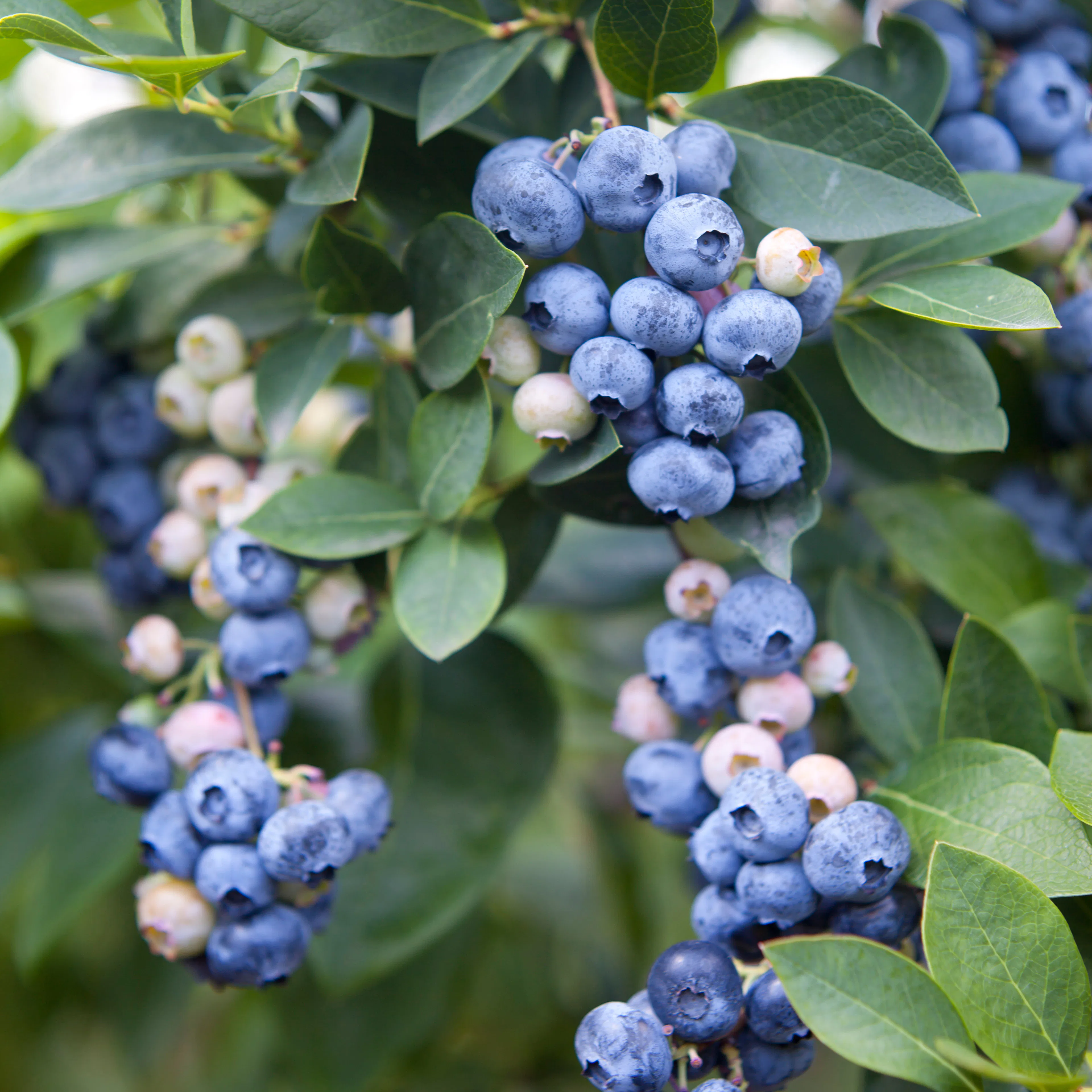 Blåbär Omnia Garden Amerikanskt Vaccinium Olle