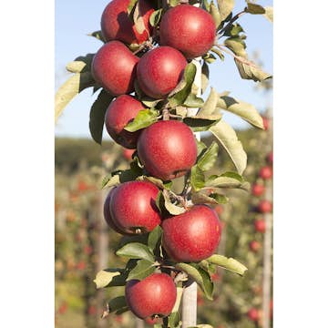 Äppelträd Omnia Garden Malus Domestica Redcats Pelaräpple