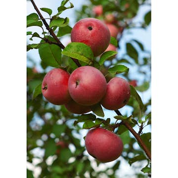 Äppelträd Omnia Garden Malus Domestica Rödluvan E