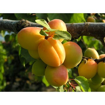 Aprikosträd Omnia Garden Prunus Armeniaca Hargrand
