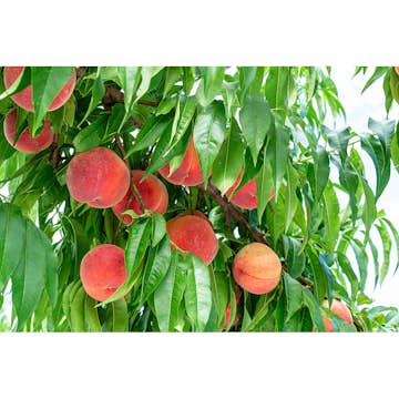 Persikoträd Omnia Garden Prunus Persica Riga