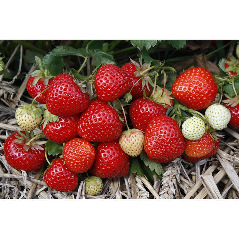 Jordgubbe Omnia Garden Fragaria Ananassa Rumba 15-pack