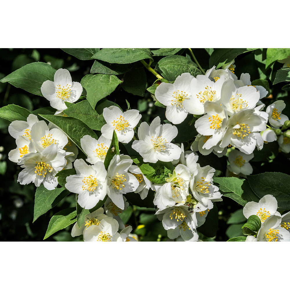 Doftschersmin Omnia Garden Philadelphus Coronarius Finn Co 10-Pack