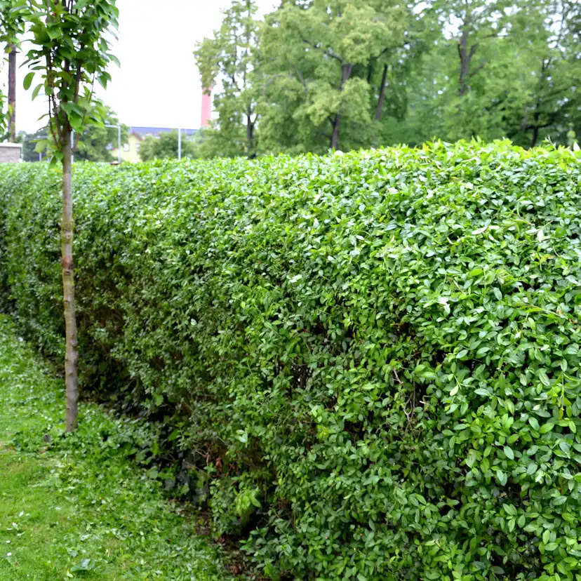 Häck Omnia Garden Bredbladiga Liguster