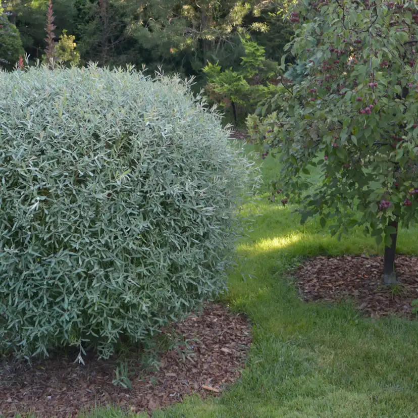 Häck Omnia Garden Litet Rödvide Nana