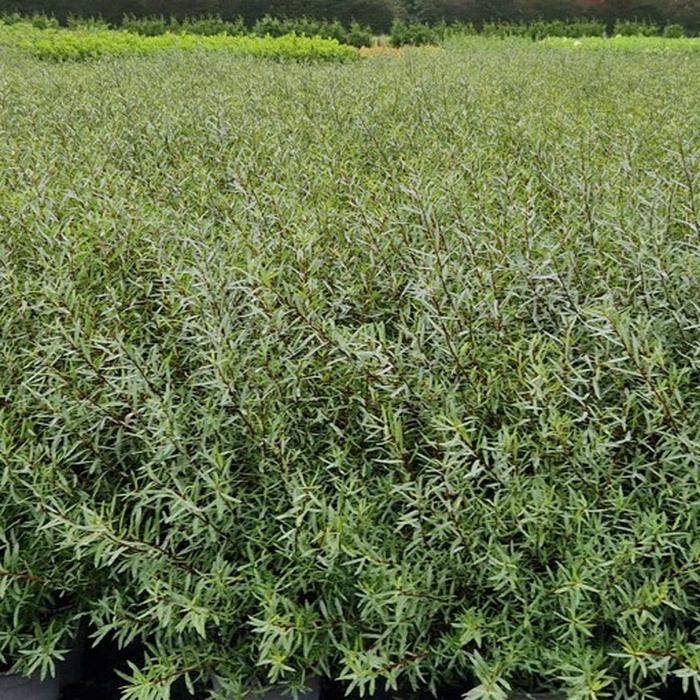 Häck Omnia Garden Litet Rödvide Nana