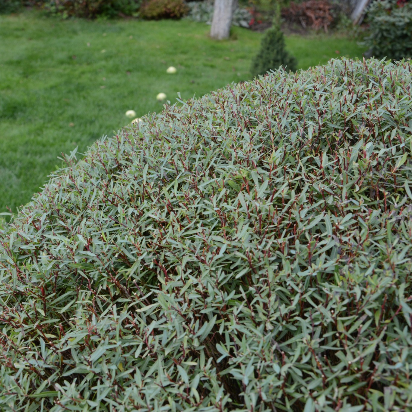 Häck Omnia Garden Litet Rödvide Nana