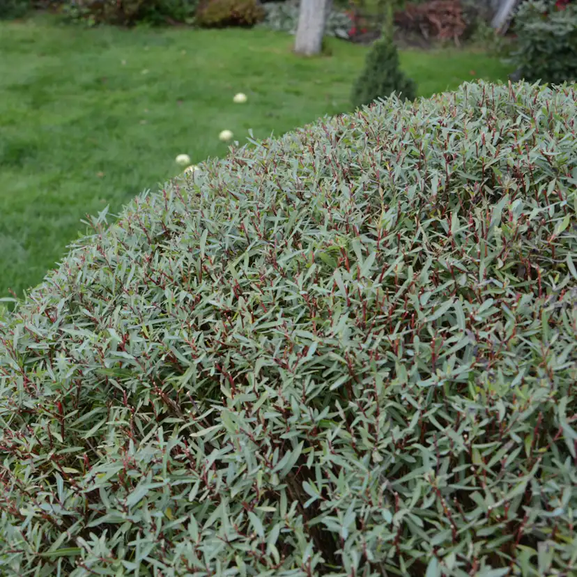 Häck Omnia Garden Litet Rödvide Nana