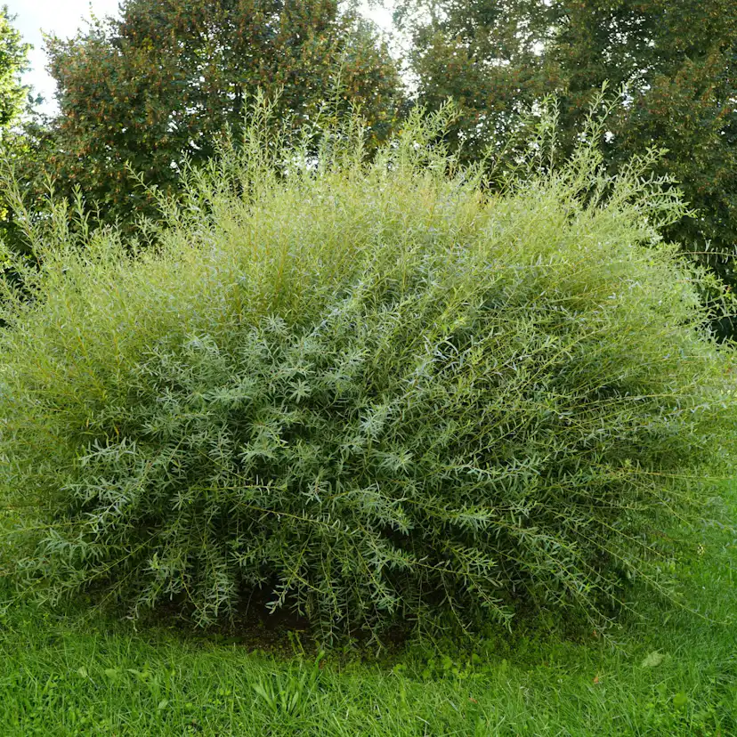 Häck Omnia Garden Litet Rödvide Nana