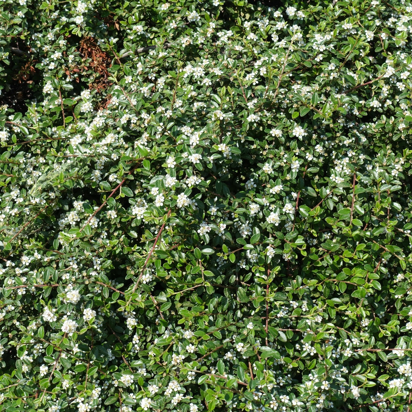 Buske Omnia Garden Skogholmsoxbär