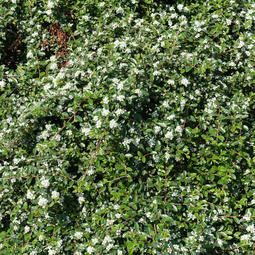Buske Omnia Garden Skogholmsoxbär