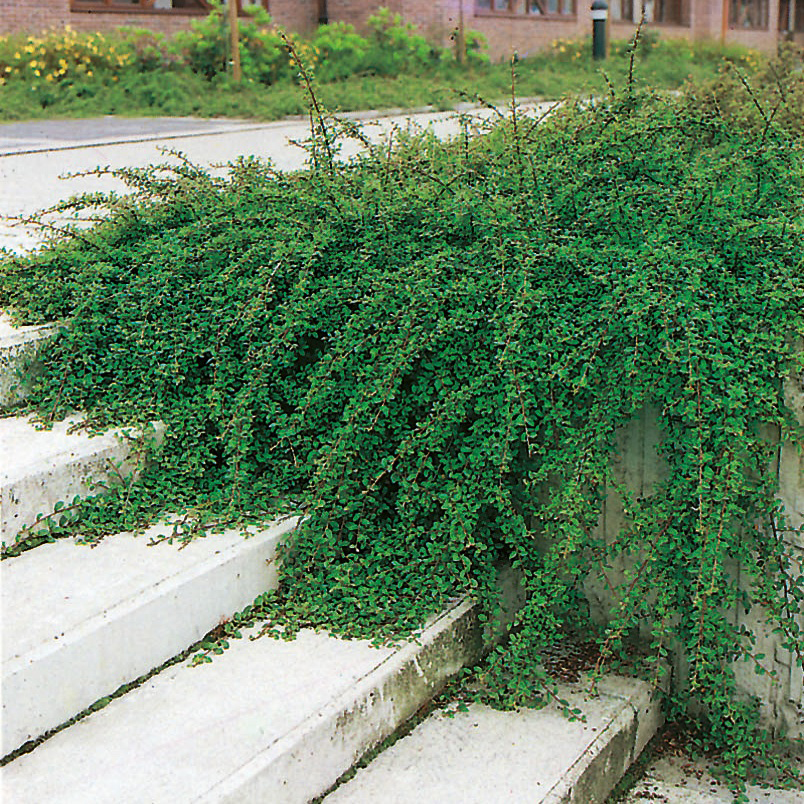 Buske Omnia Garden Skogholmsoxbär