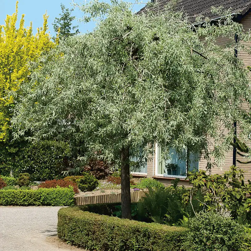 Högstamträd Omnia Garden Silverpäron Pendula