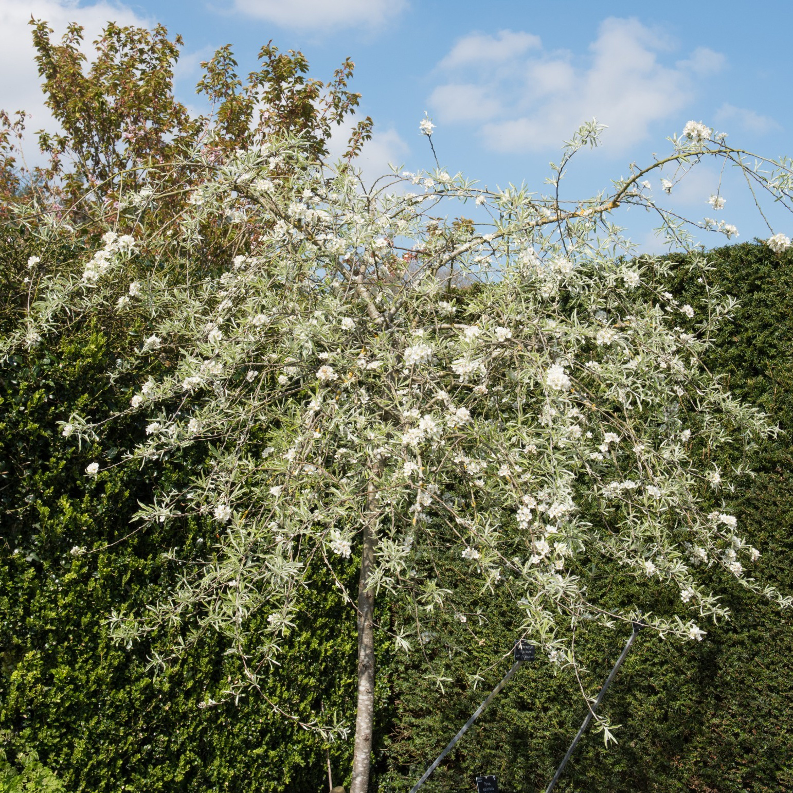 Högstamträd Omnia Garden Silverpäron Pendula