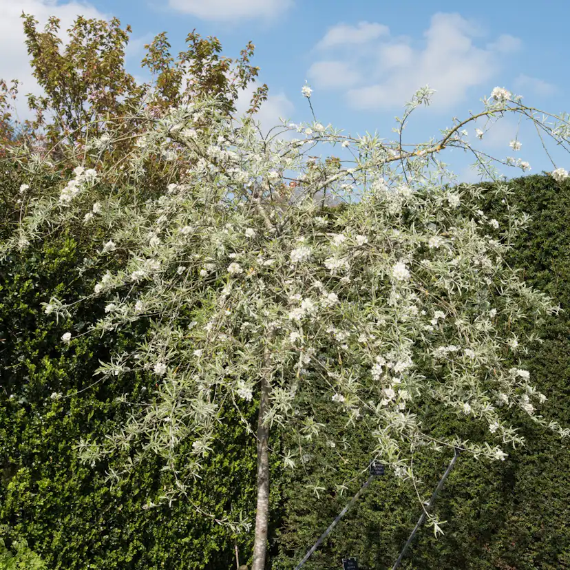 Högstamträd Omnia Garden Silverpäron Pendula