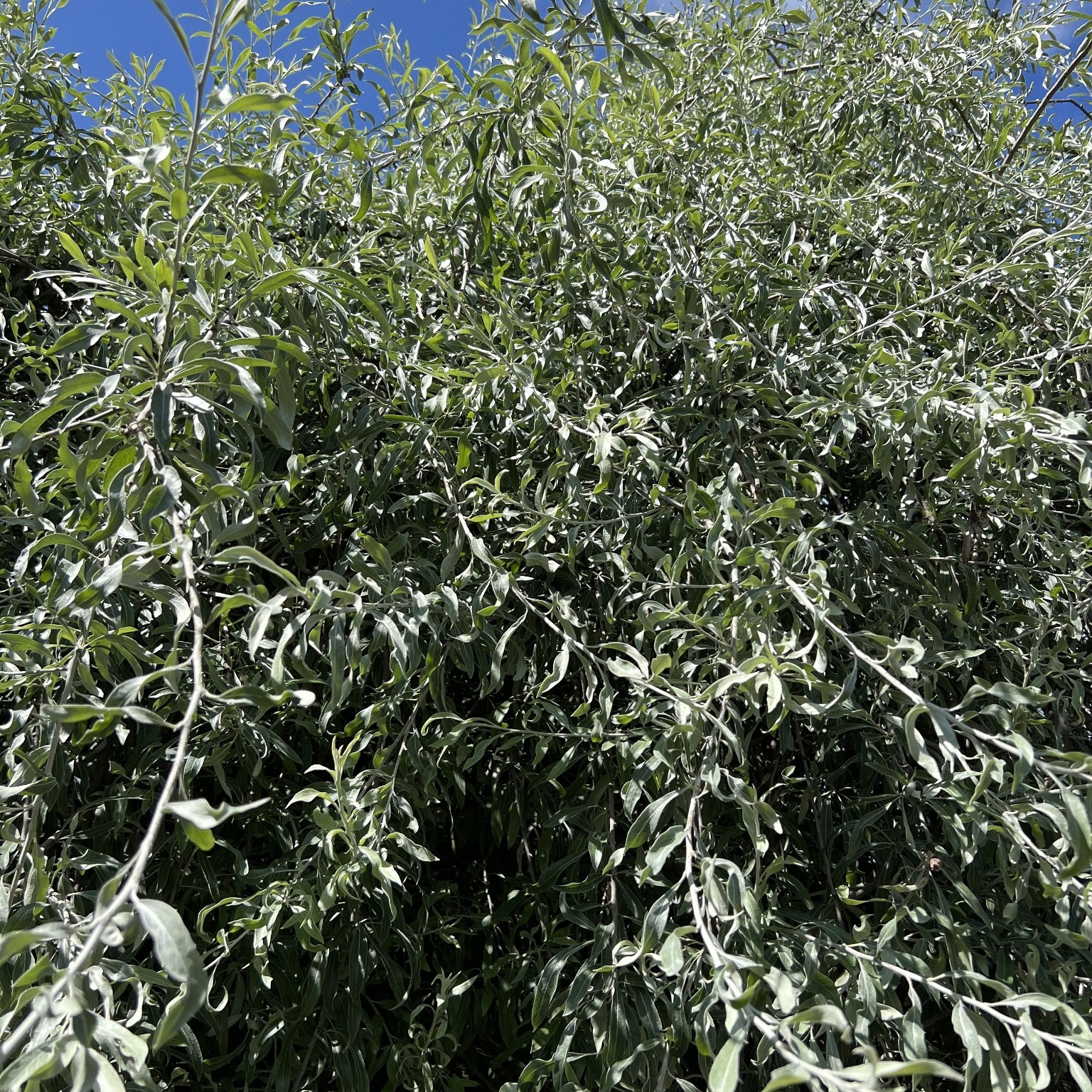 Högstamträd Omnia Garden Silverpäron Pendula