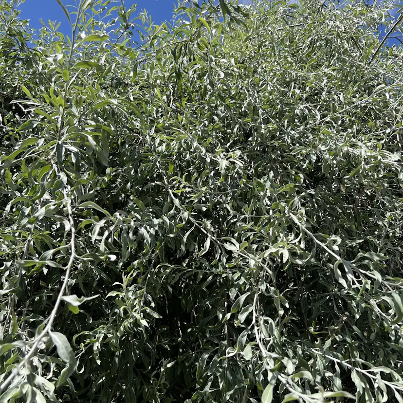 Högstamträd Omnia Garden Silverpäron Pendula