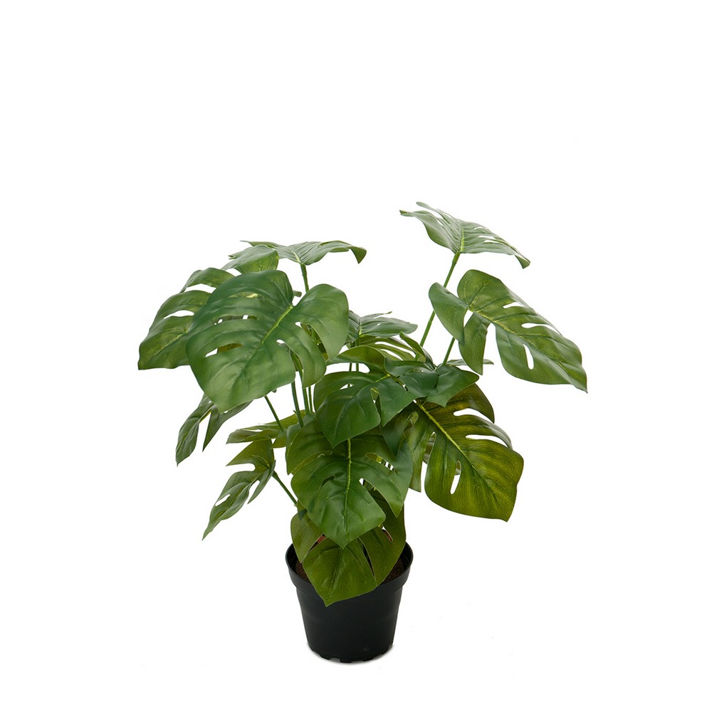 Konstväxt Fröken Fräken Monstera 30 cm Grön