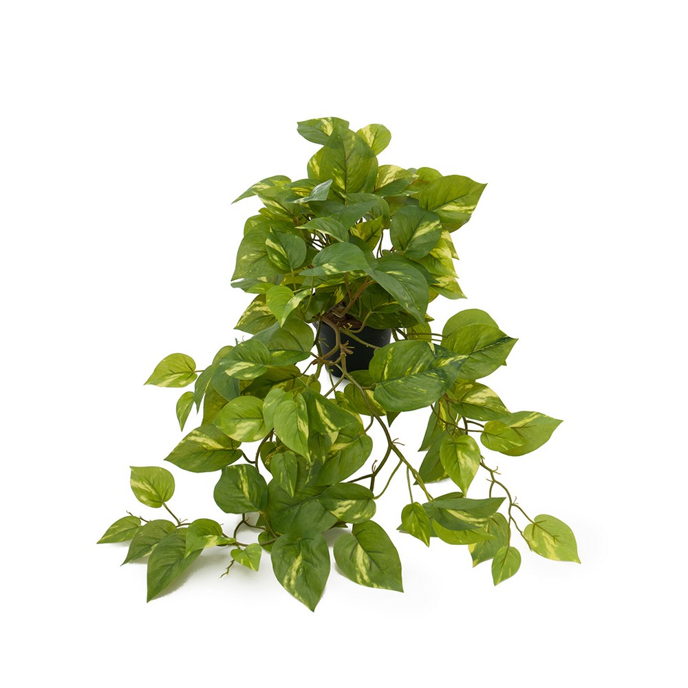 Konstväxt Fröken Fräken Gullranka Grön/Gul