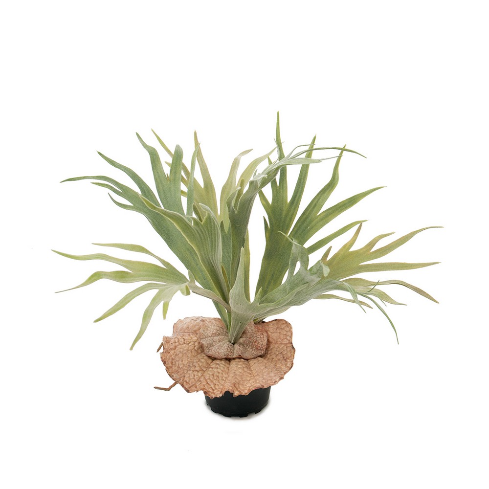 Konstväxt Fröken Fräken Älghornsbräken Grön