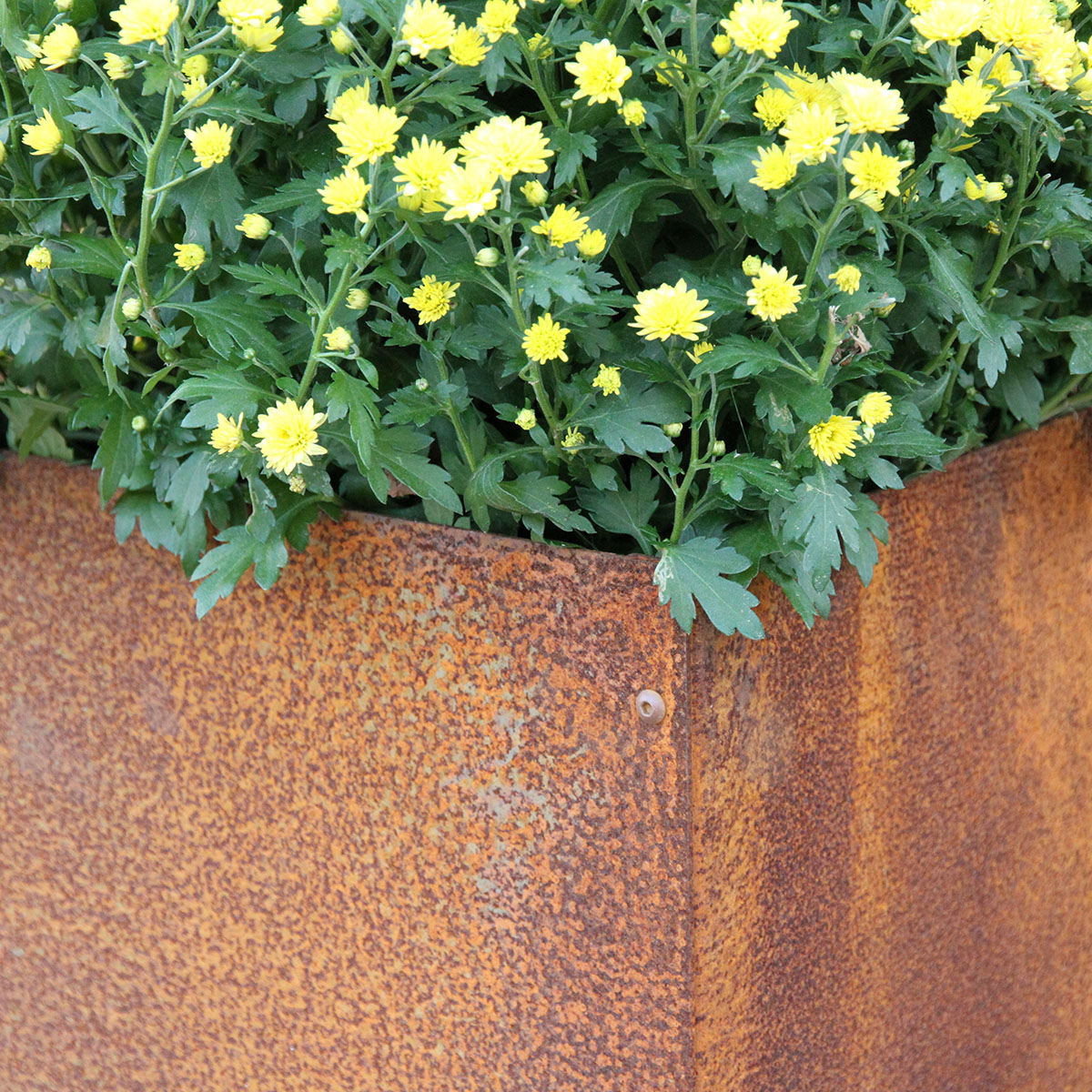 Ytterkruka Flexigarden Corten