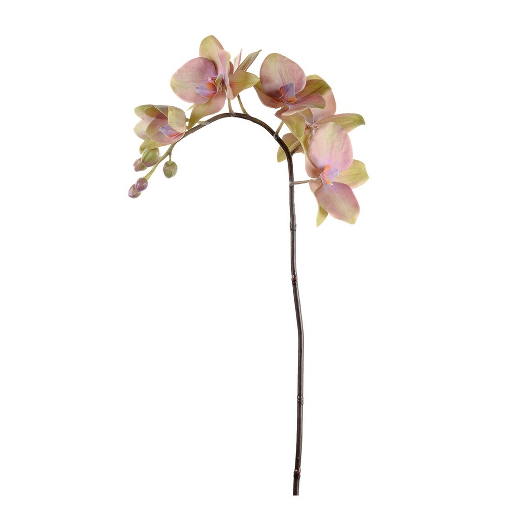 Konstväxt Fröken Fräken Phalaenopsis 60 cm